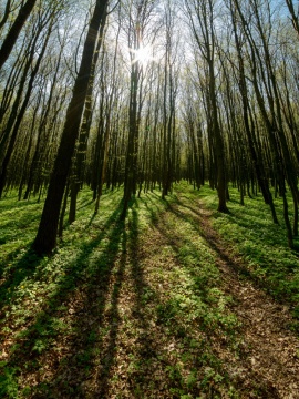 Fotosintesis-bosque