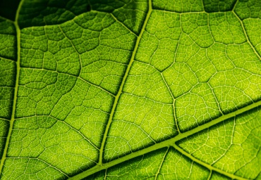 Fotosintesis-hojas