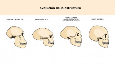 australopithecus-evolucion-humana