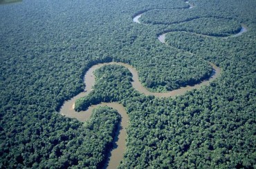 River in Amazonian Forest