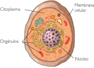 Resultado de imagen de celula eucariota