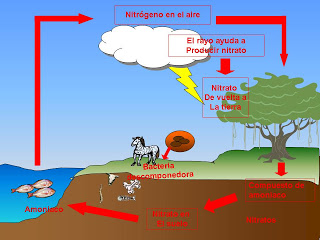 Ciclo del nitrógeno