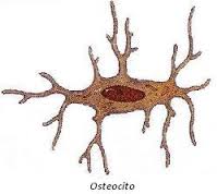Osteocito