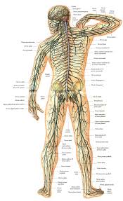 Sistema nervioso periferico