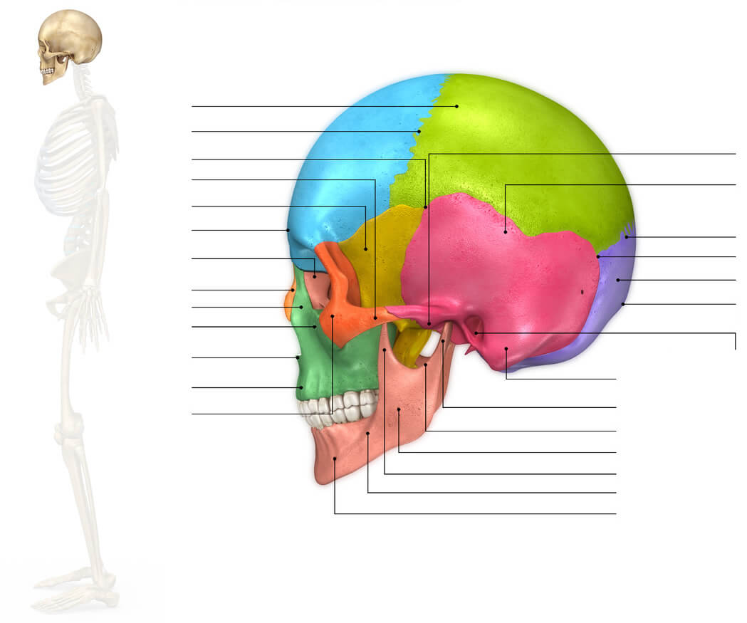 Huesos de la Cara - Definición, Concepto y Qué es